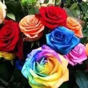 Meet your Posher, Betty